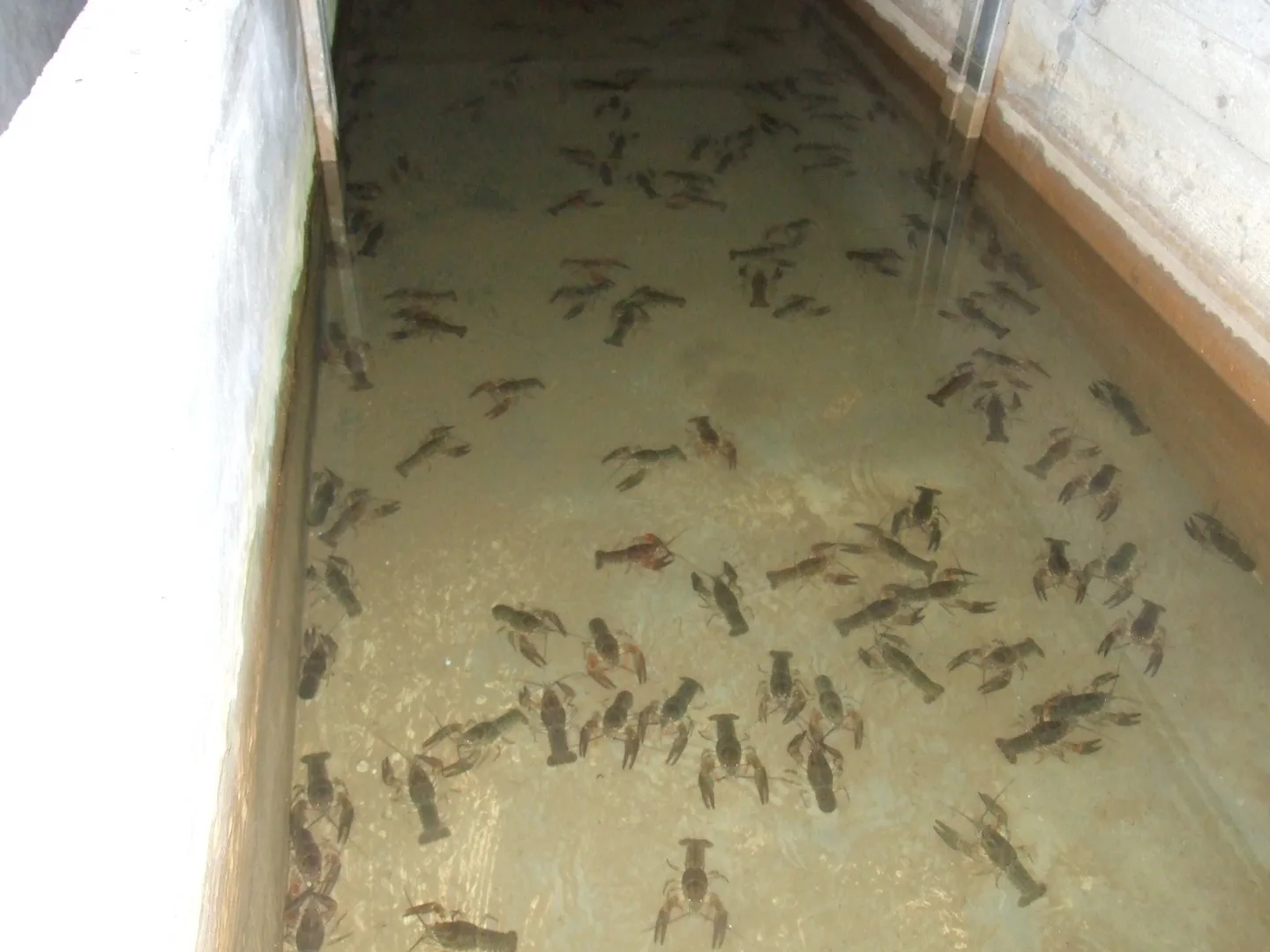 Écrevisses maintenues dans un bassin d’élevage peu profond