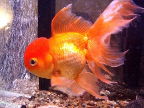 Oranda orange montrant la croissance céphalique lobulée et la nageoire dorsale