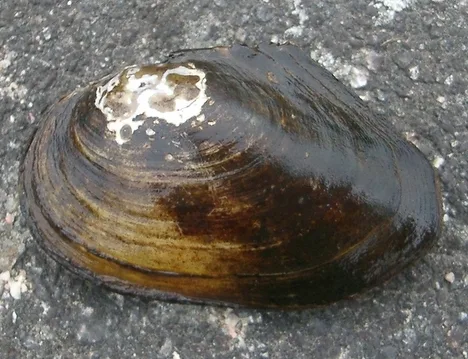 Coquille sombre et ovoïde d'une anodonte Anodonta anatina
