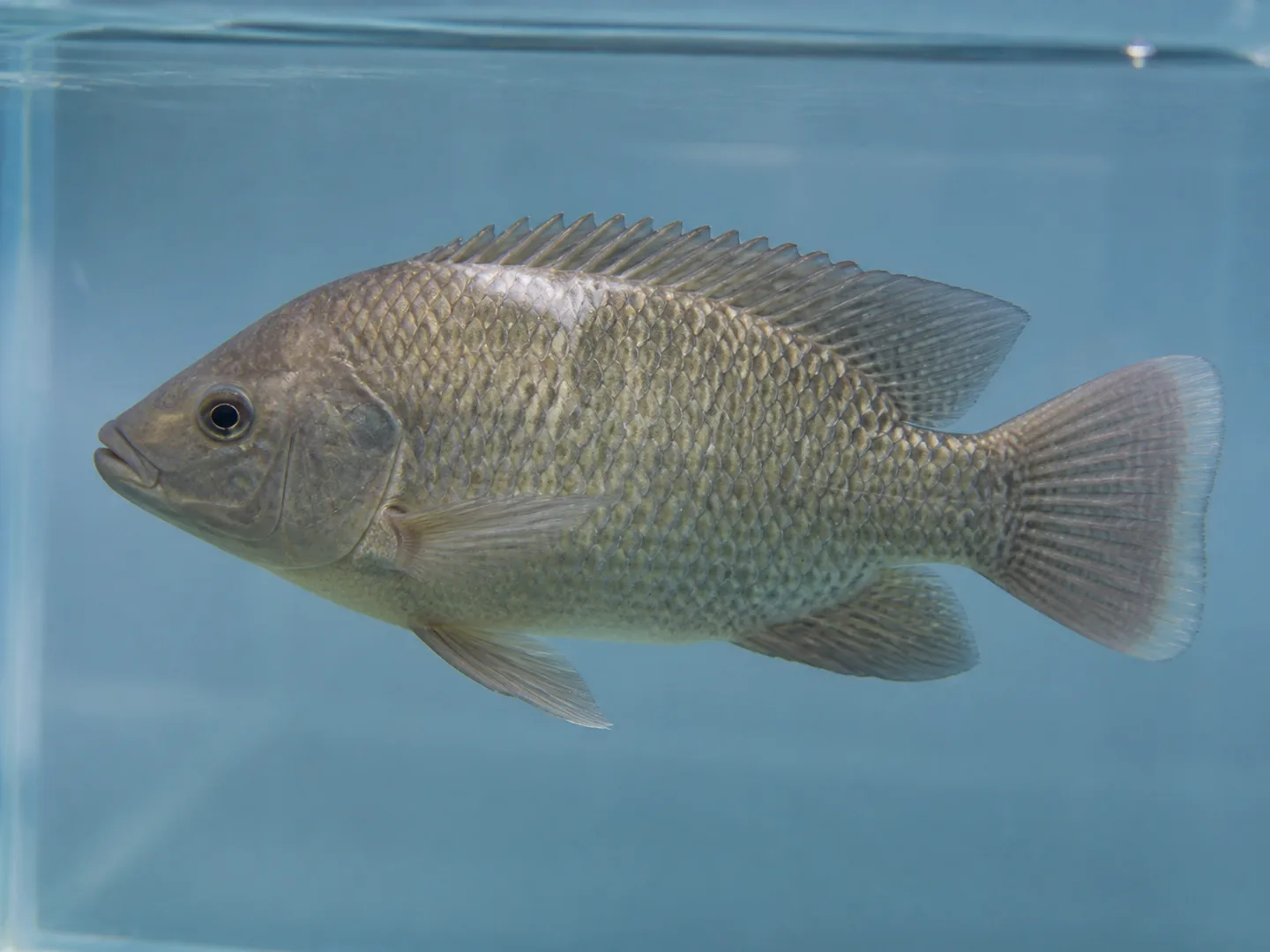 Tilapia présentant une zone dorsale pâle compatible avec une columnariose