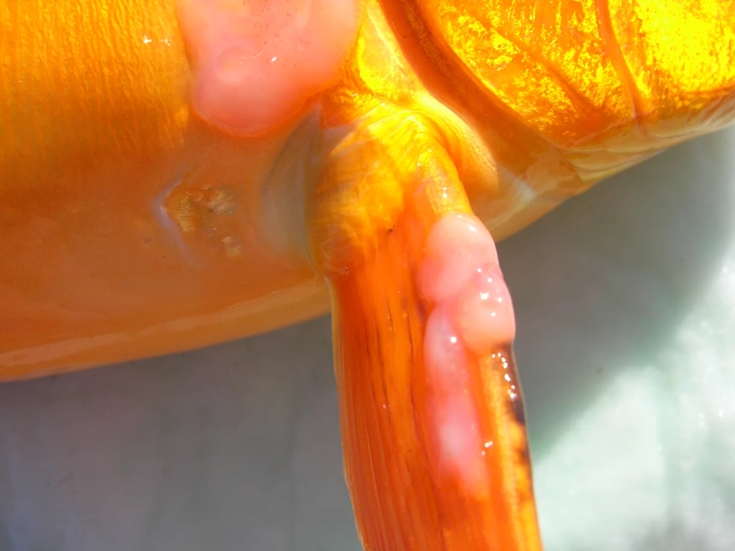 Plaques cutanées lisses compatibles avec une variole sur une carpe orange