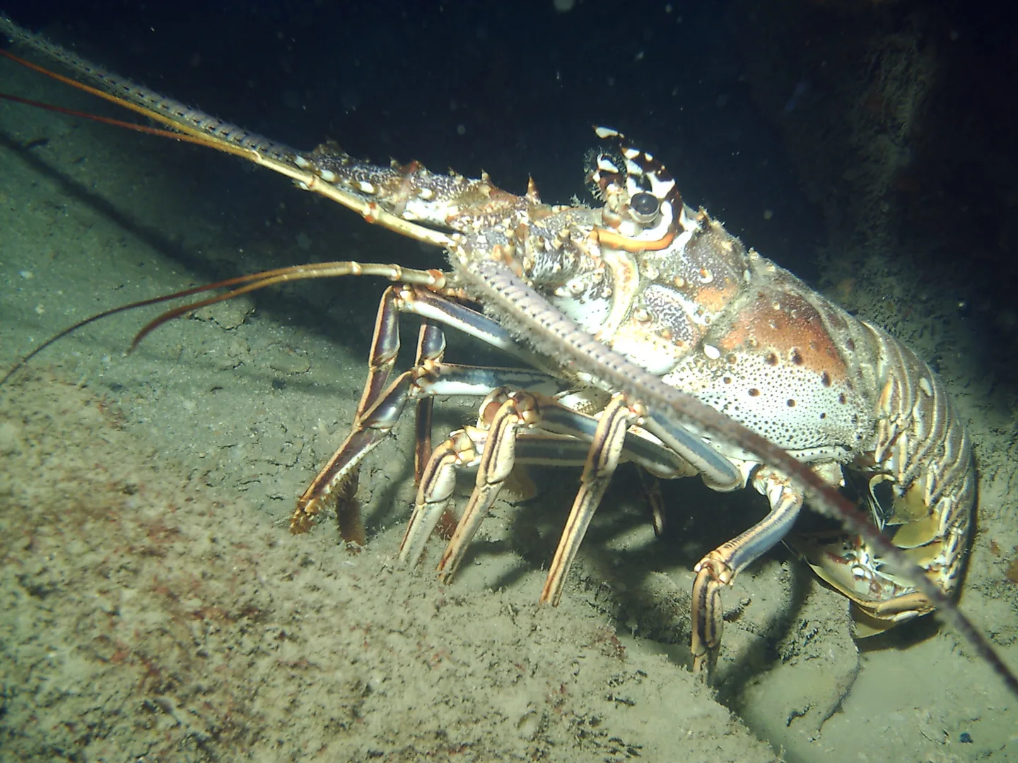 Langouste épineuse Panulirus argus sur un fond sous-marin