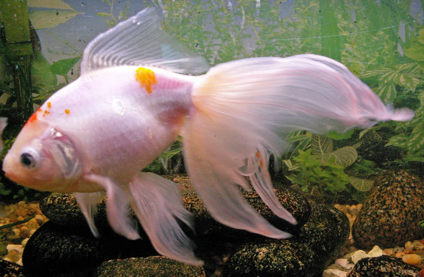 Poisson rouge Queue-de-voile à longue nageoire caudale double et retombante