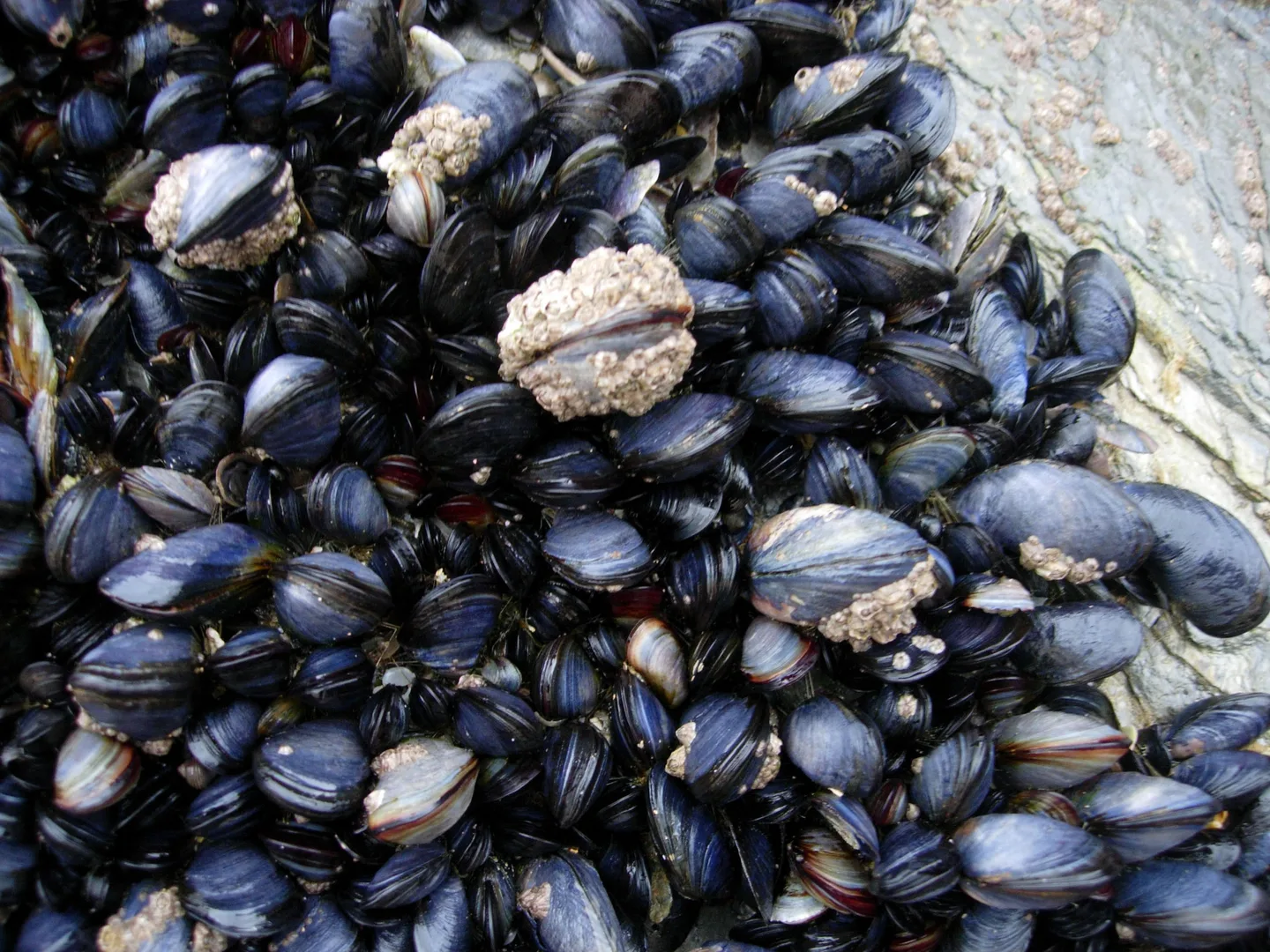 Moulière sauvage formée de nombreuses moules fixées sur un rocher