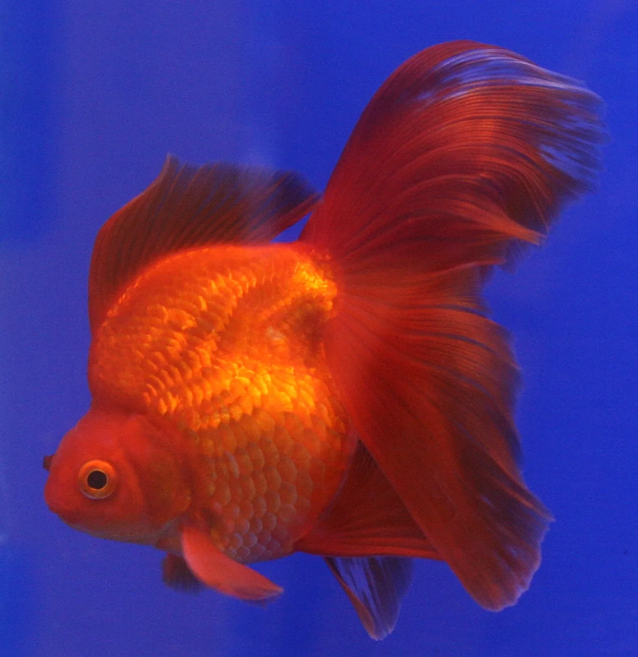 Poisson rouge Ryukin au corps haut et à la nageoire caudale double