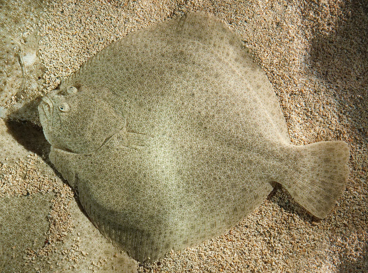 Turbot vu sur sa face oculée gauche