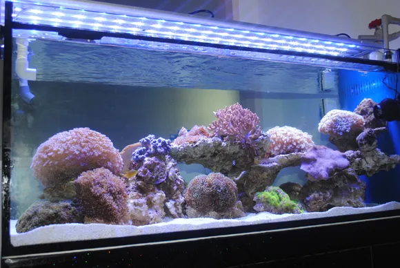 Rampe à LED éclairant un aquarium récifal
