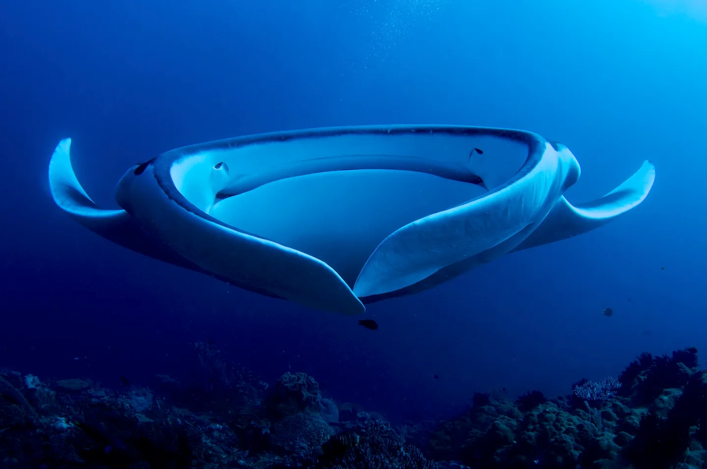 Deux raies mantas de face avec leurs nageoires céphaliques enroulées