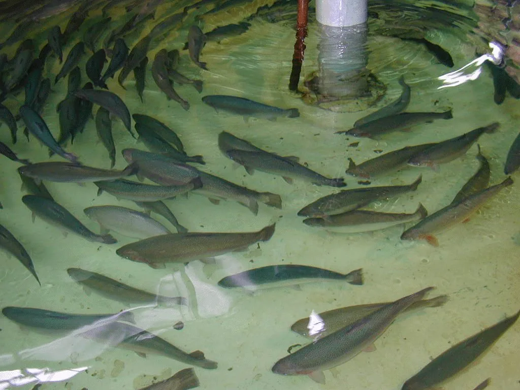Poissons élevés dans un bassin piscicole