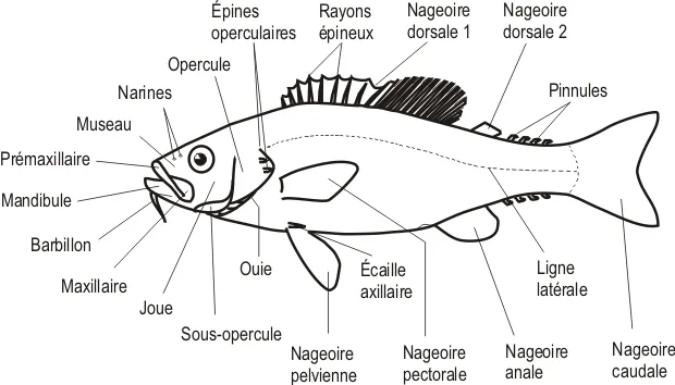 Schéma des principales nageoires d'un poisson osseux