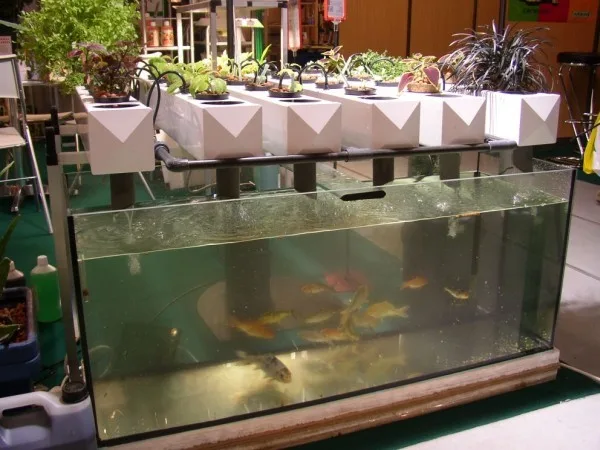 Bac de poissons alimentant des bacs de culture végétale hors-sol