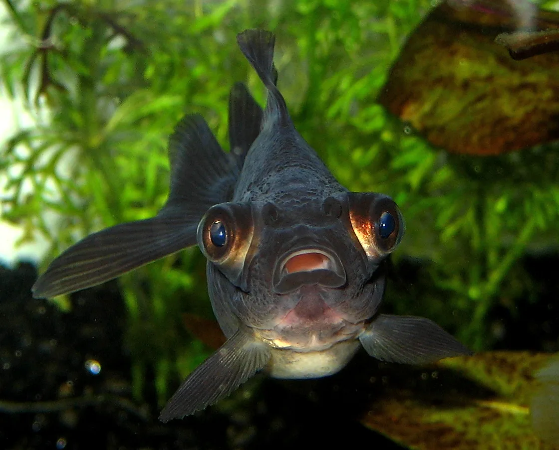 Poisson rouge télescope noir vu de face, avec ses deux yeux proéminents