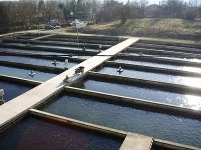 Saumons nageant dans une cage de pisciculture marine