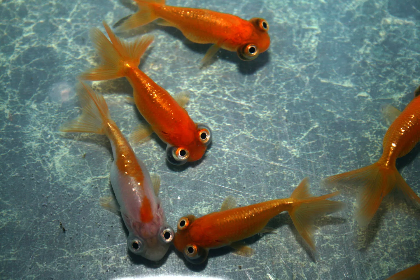Poissons rouges Célestes vus de dessus, aux yeux saillants orientés vers le haut