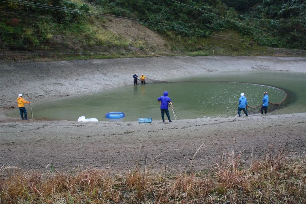 Récolte de carpes koï au filet dans un étang partiellement vidangé au Japon