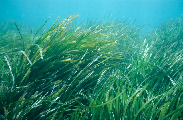 Feuilles de posidonie formant un herbier sous-marin méditerranéen