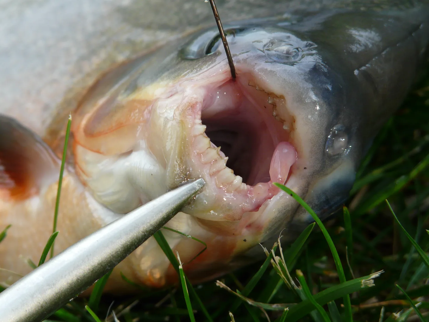 Bouche ouverte d’un pacu montrant ses dents larges et serrées