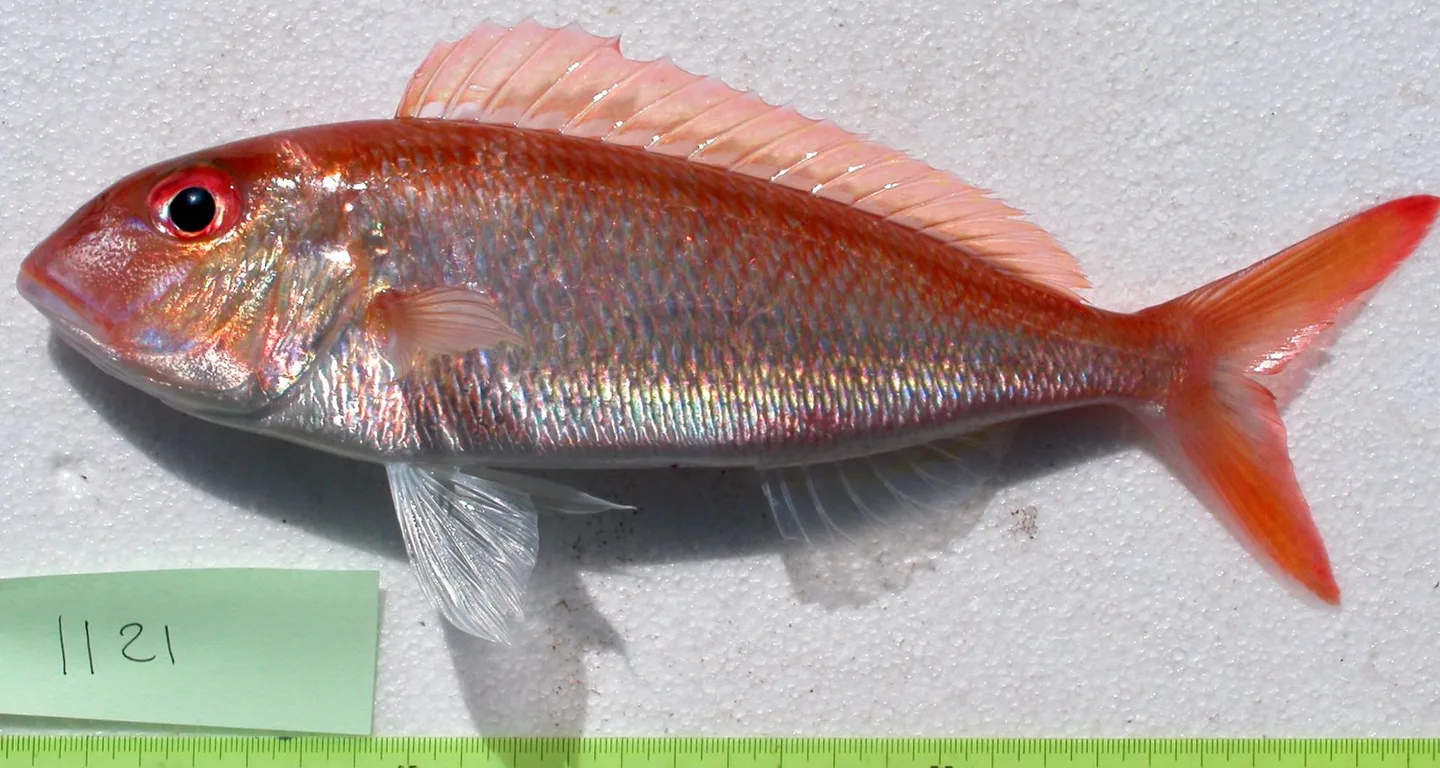 Spécimen de Nemipterus furcosus vu de profil sur une table de mesure