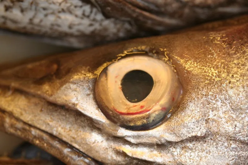 Gros plan de l’œil d’un poisson montrant la pupille et l’iris