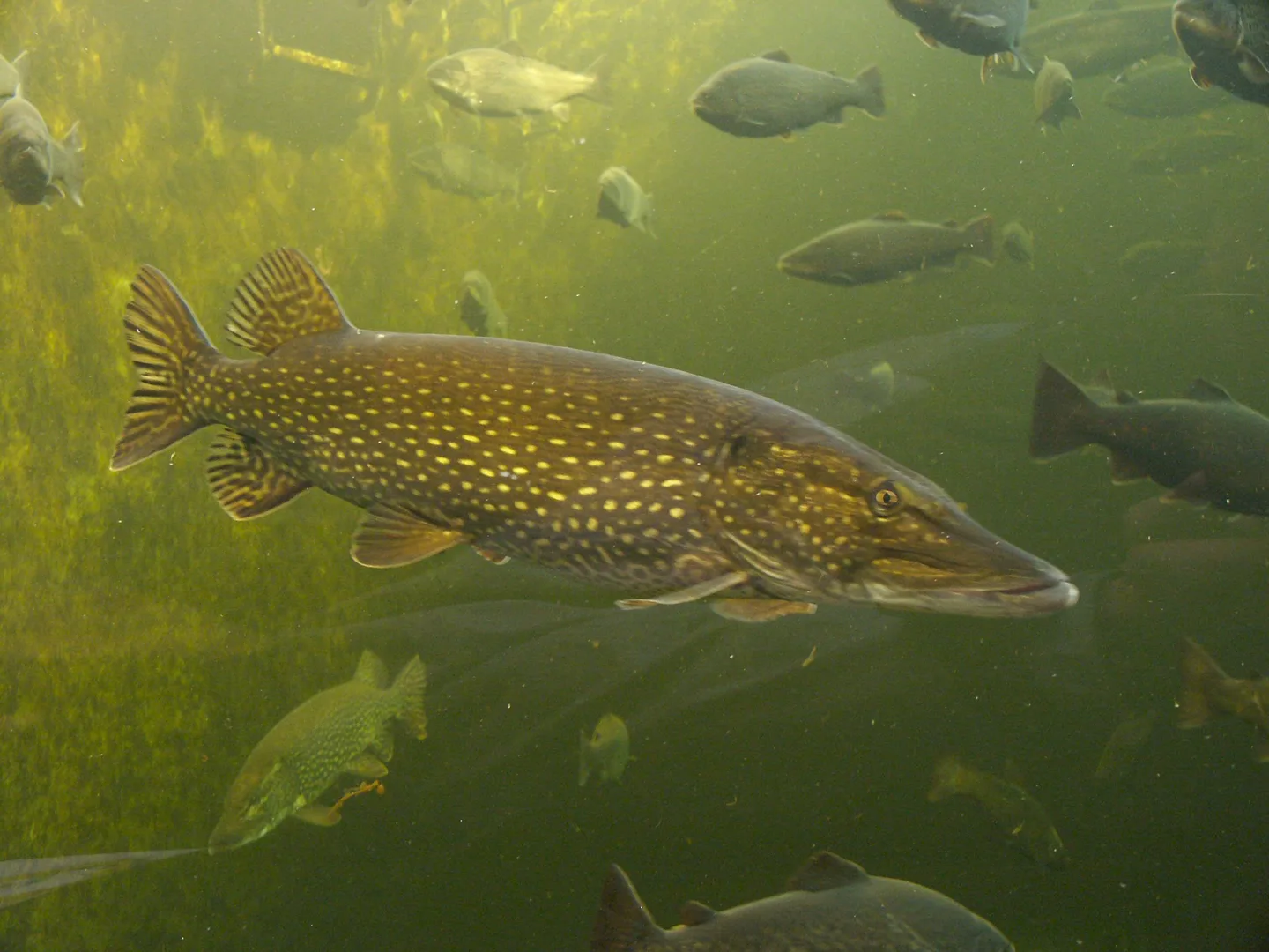 Grand Brochet (Esox lucius) au corps allongé, au museau aplati et à la dorsale reculée