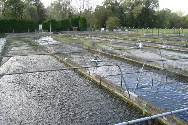 Bassins extérieurs d’une salmoniculture