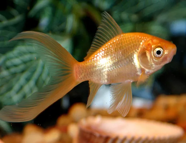 Poisson rouge comète orange à longue nageoire caudale unique et fourchue