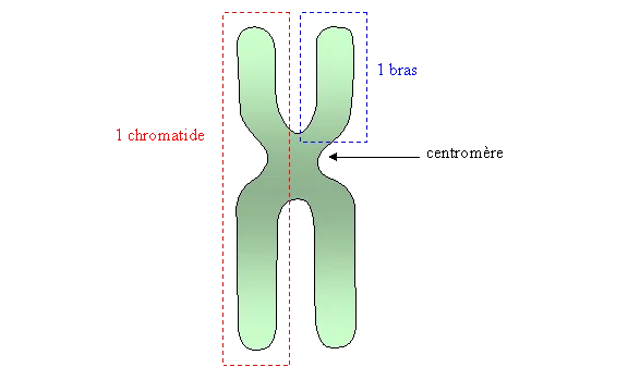 Deux chromatides sœurs formant un chromosome condensé, avec un bras délimité