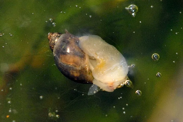 Gastéropode aquatique se déplaçant sous la surface de l’eau