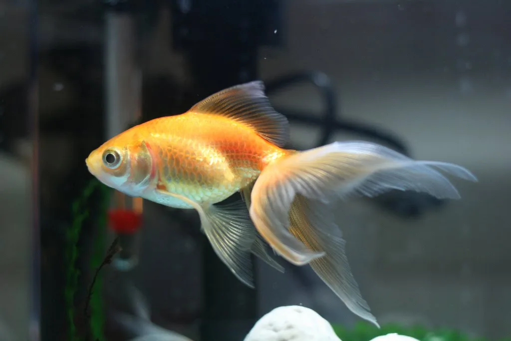Poisson rouge orange au corps court et à la nageoire caudale double