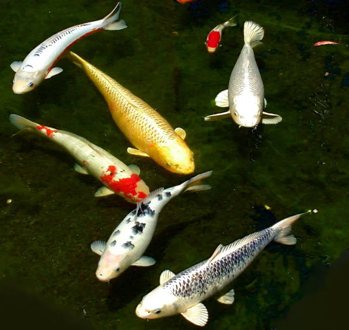 Six carpes koï aux robes blanches, rouges, noires et dorées vues dans un bassin