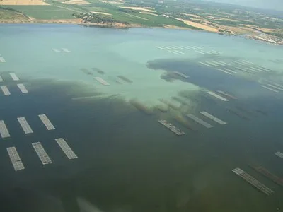 Eaux désoxygénées lors d’une malaïgue dans l’étang de Thau en 1997