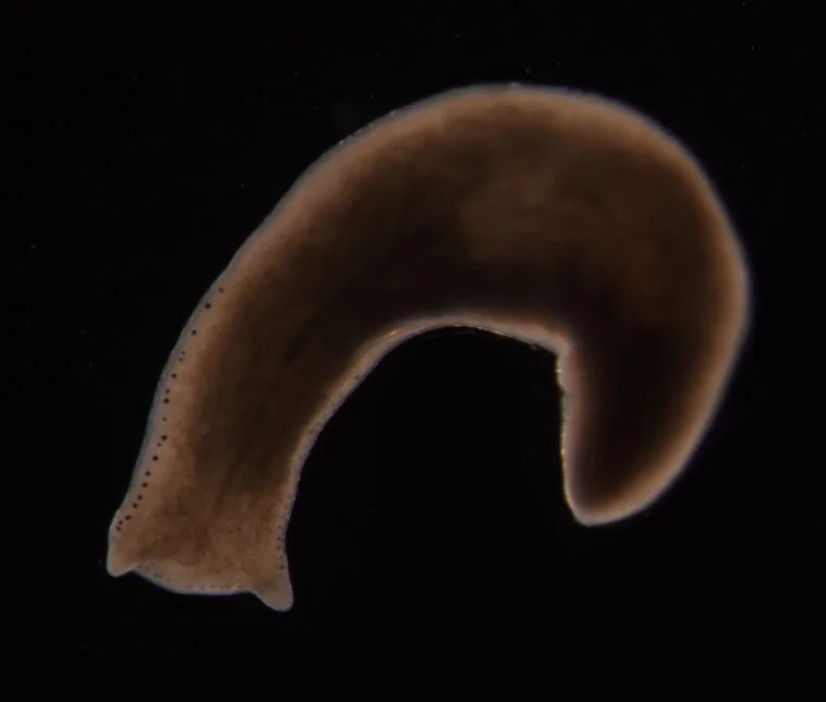 Planaire brunâtre au corps aplati et aux nombreux ocelles marginaux