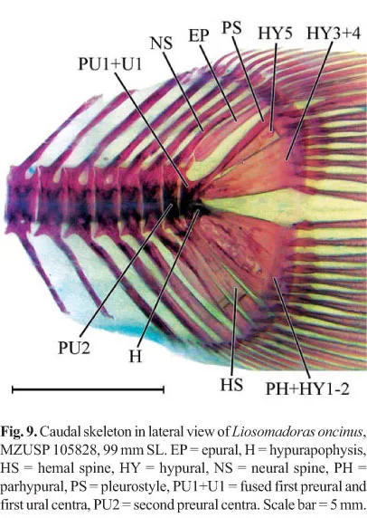 Squelette caudal de poisson montrant les hypuraux qui soutiennent les rayons de la nageoire