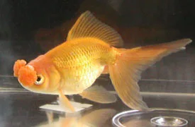 Poisson rouge Pompon portant deux lobes nasaux frangés