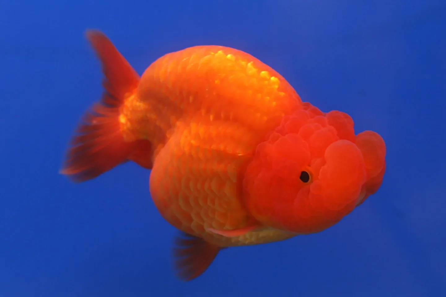 Poisson rouge Ranchu au dos arrondi et dépourvu de nageoire dorsale