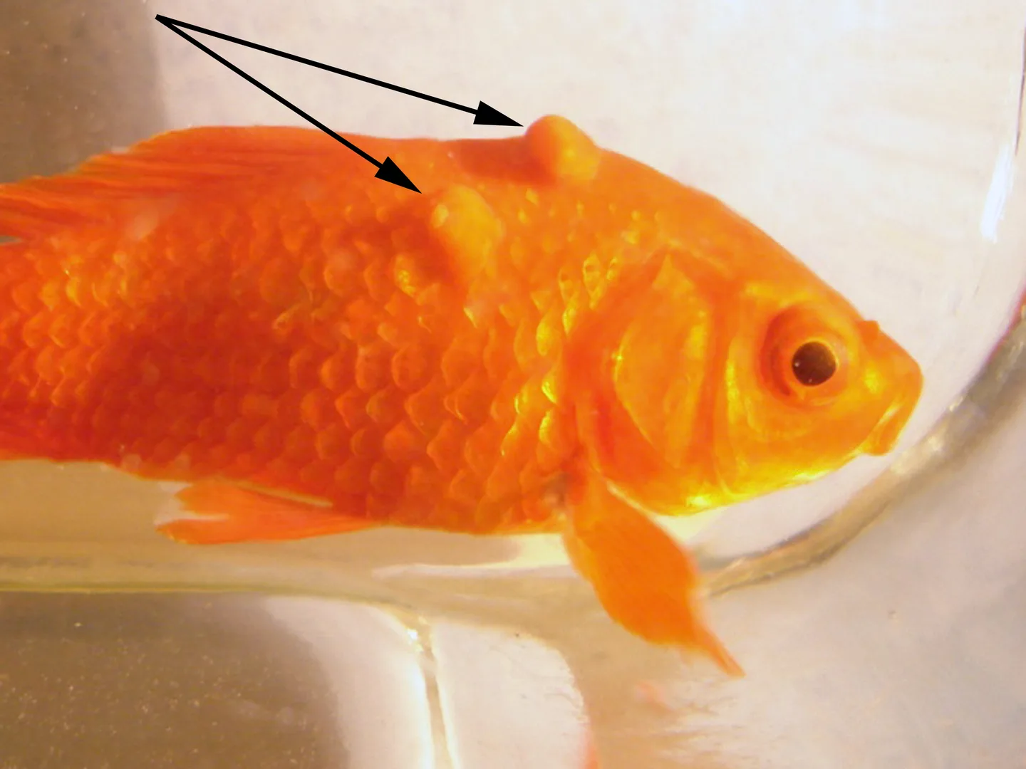 Érythrophorome