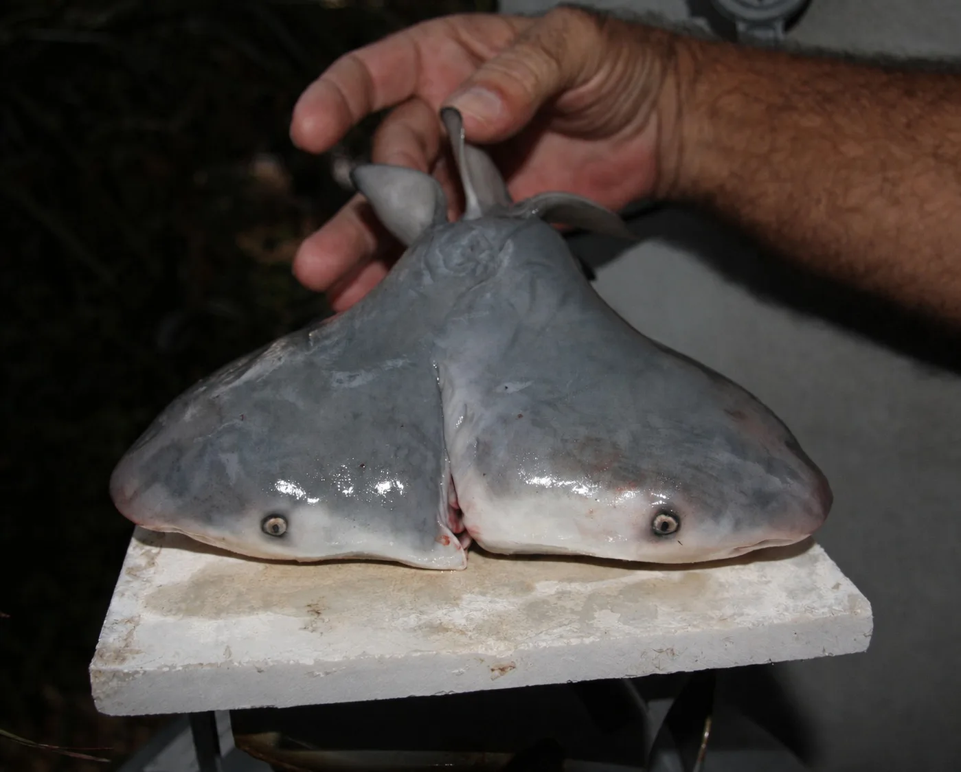 Spécimen de requin présentant deux têtes distinctes réunies sur un même tronc