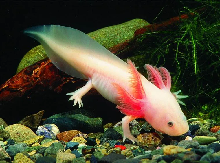 Axolotl leucistique portant trois paires de branchies externes