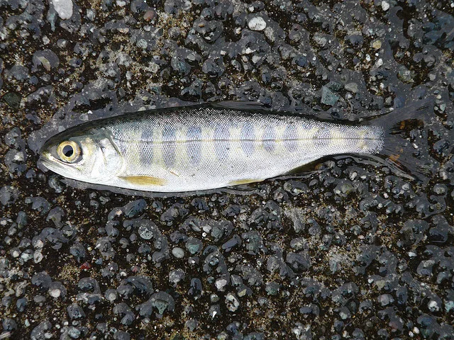 Jeune salmonidé argenté présentant encore des marques verticales
