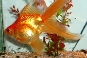 Poisson rouge orange vu de profil avec une queue double déployée