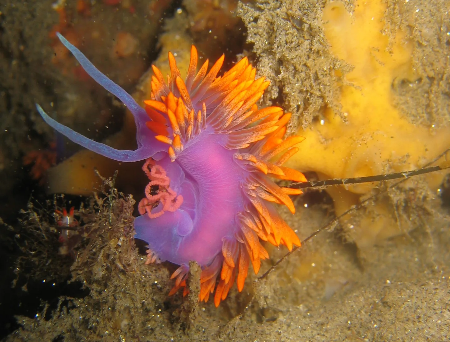 Nudibranche Flabellinopsis iodinea, un mollusque gastéropode marin