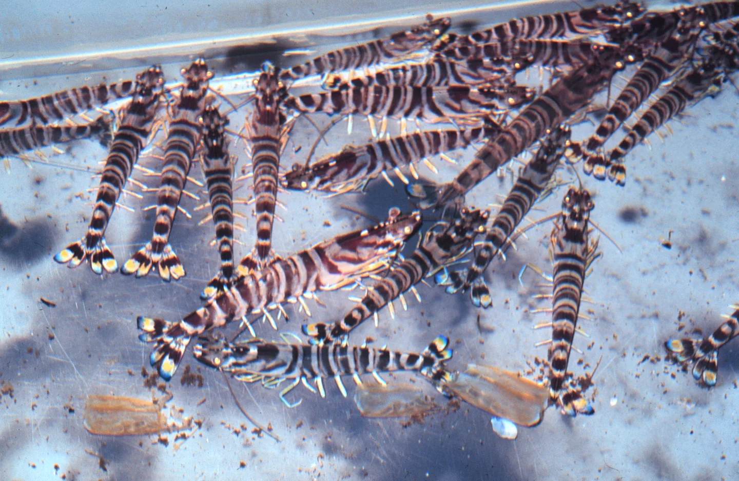 Crevettes impériales regroupées dans un bassin d’élevage