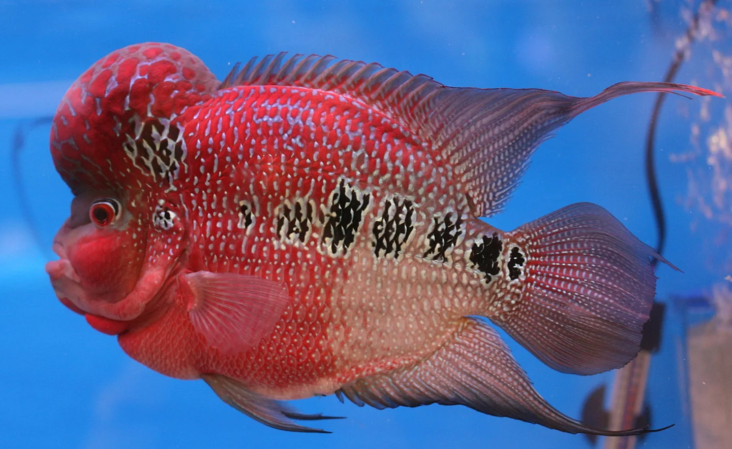 Cichlidé flowerhorn rouge à bosse nucale très développée