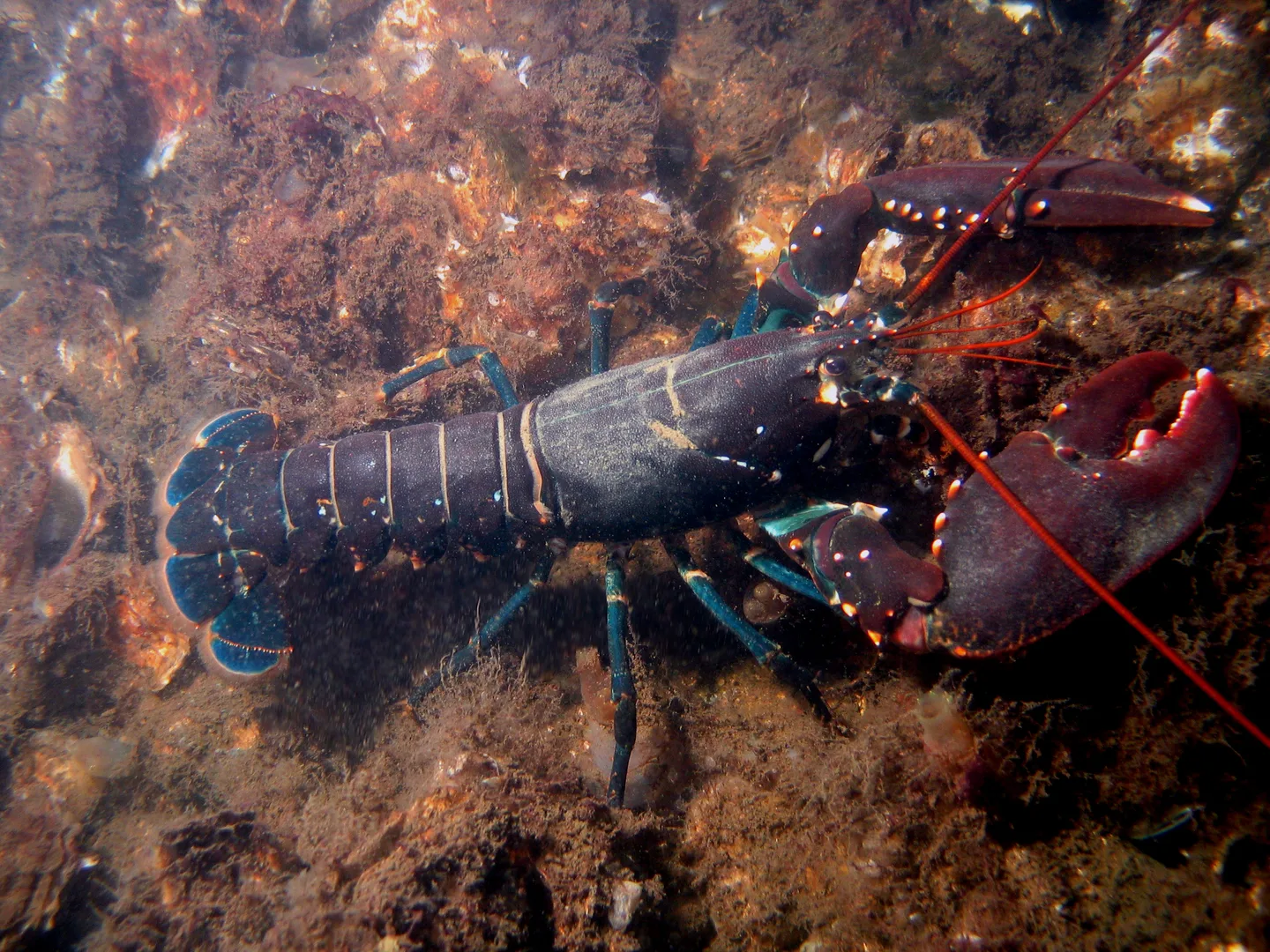 Homard européen bleu sur un fond rocheux, avec ses deux grandes pinces asymétriques