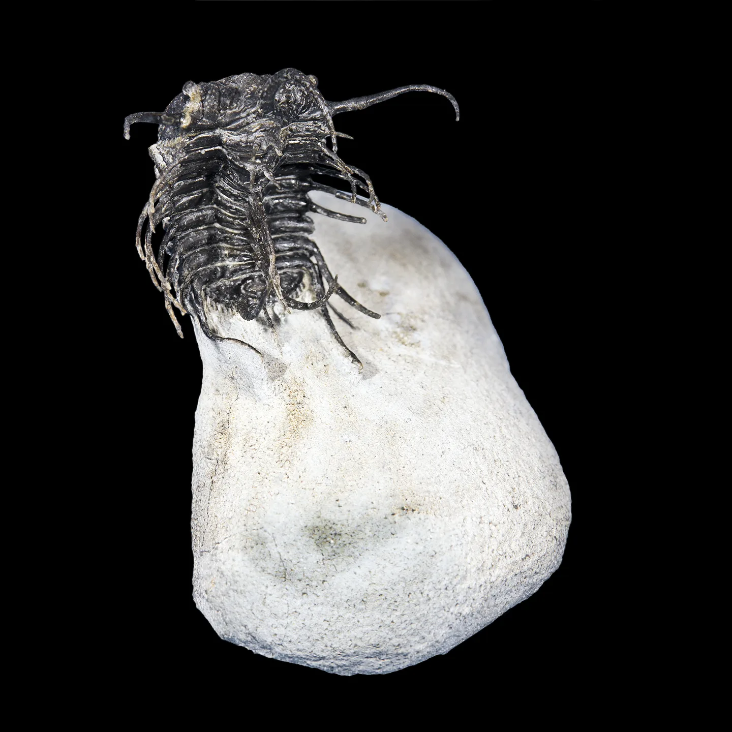 Fossile de trilobite Koneprusia brutoni montrant le céphalon épineux et le thorax segmenté