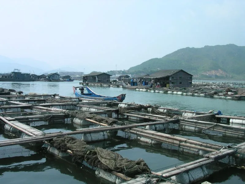 Cages aquacoles flottantes dans une baie côtière