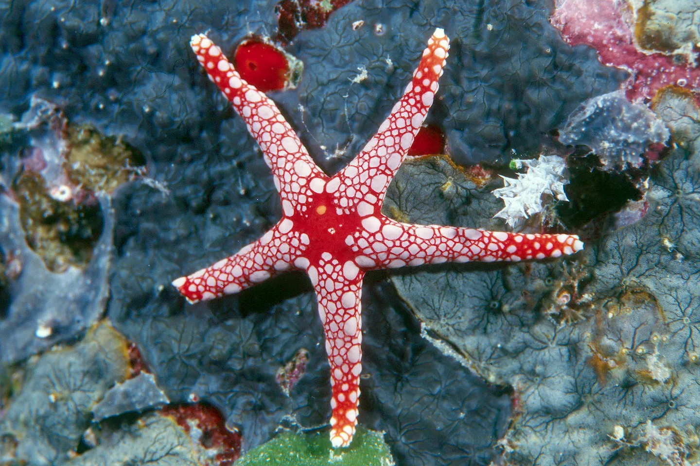 Étoile de mer, échinoderme à symétrie radiaire pentamère