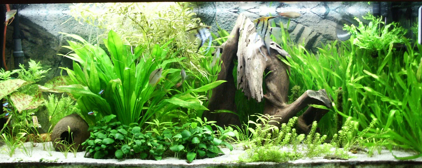 Aquariophilie
