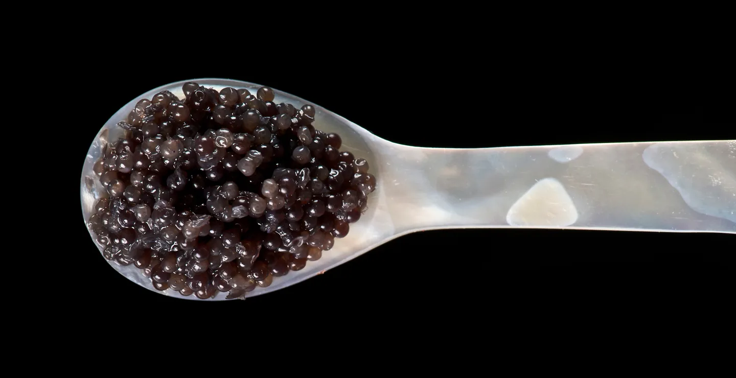 Grains de caviar d’esturgeon présentés dans une cuillère