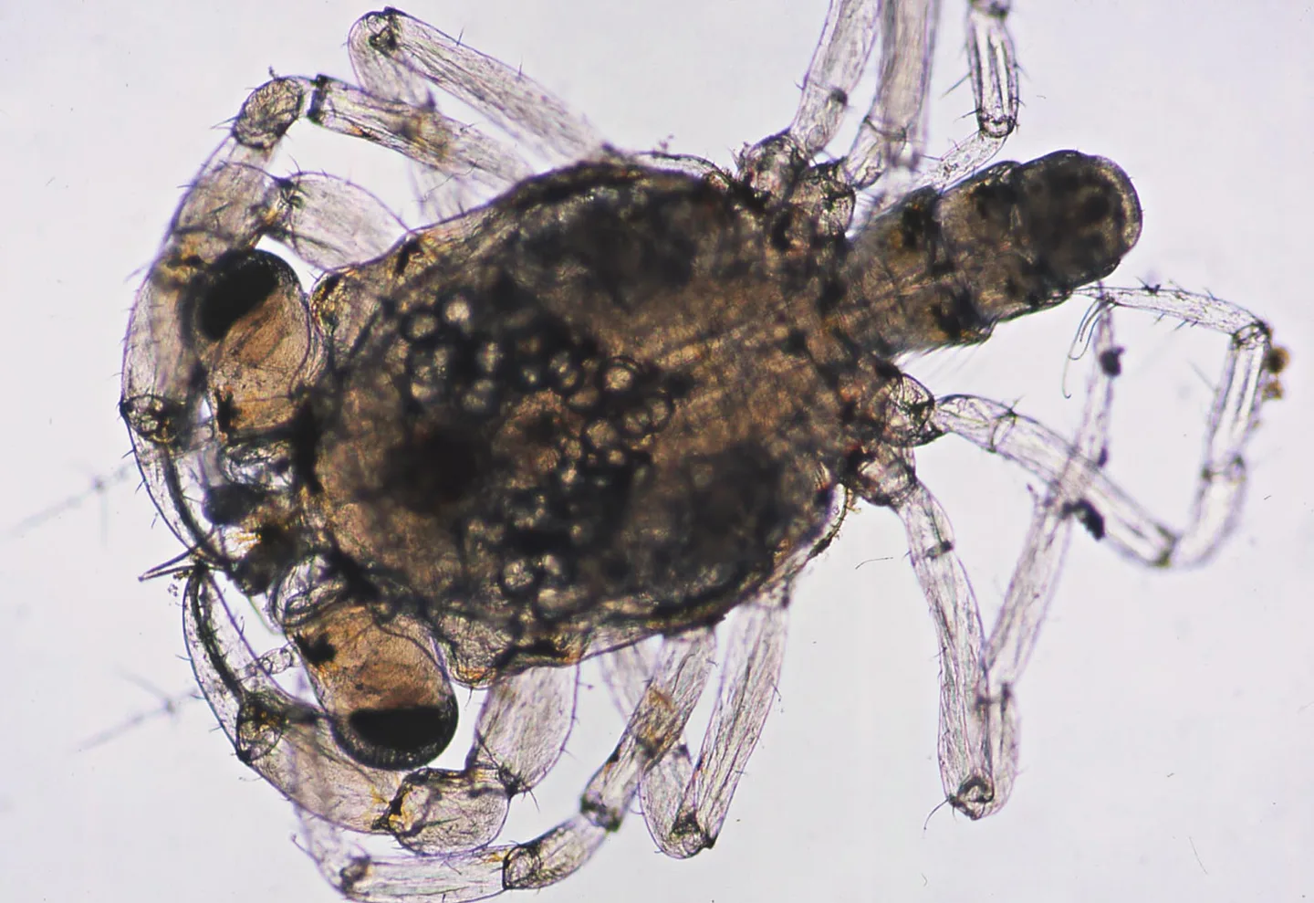 Mégalope de crabe vue de dessus, avec abdomen segmenté et pattes locomotrices